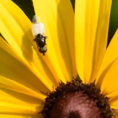 Nemotelus kansensis thumbnail 2