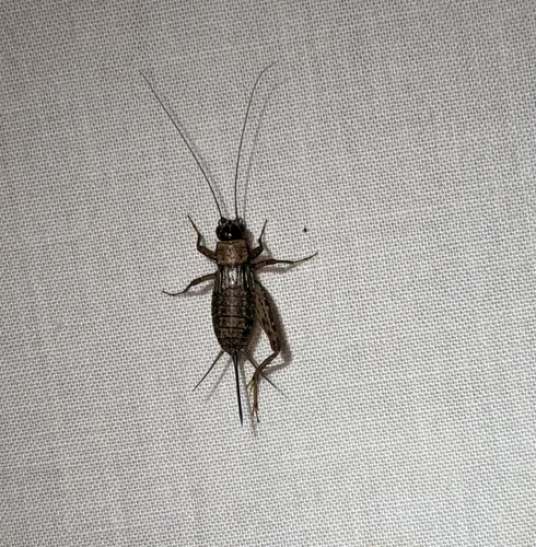 Wood Cricket
