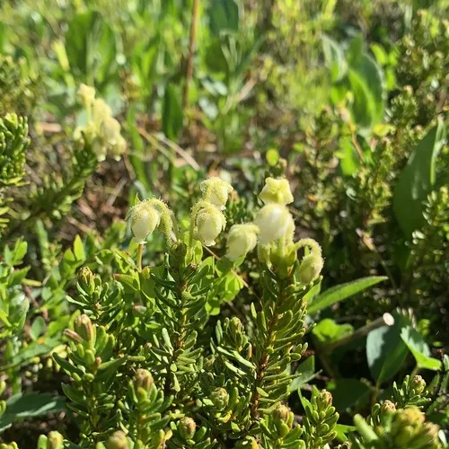Yellow Mountain-heath