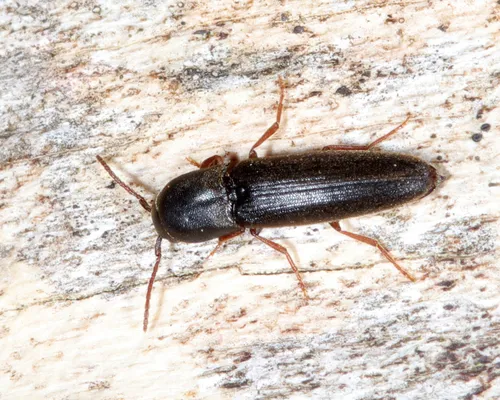 Dirrhagofarsus modestus