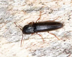 Dirrhagofarsus modestus thumbnail 1