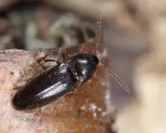 Isarthrus rufipes thumbnail 3