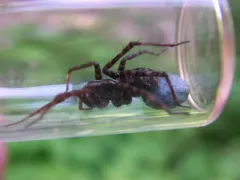 Mackenzie's Thin-legged Wolf Spider thumbnail 4