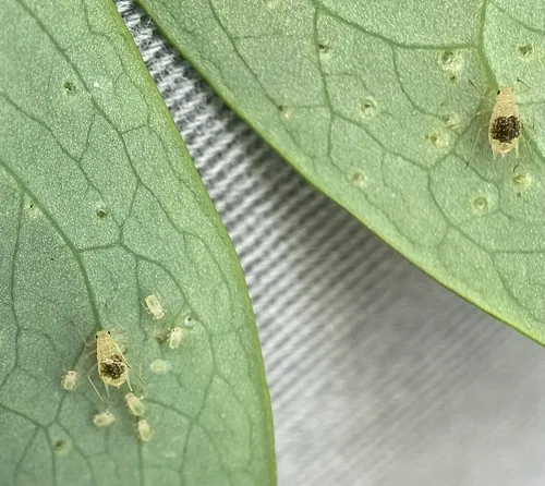 Dark-spot Columbine Aphid