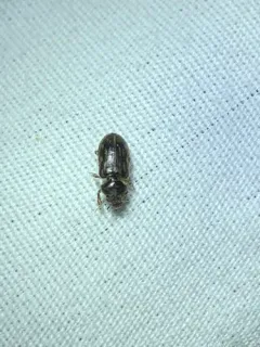Heterocerus fenestratus thumbnail 3