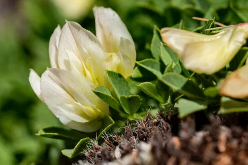 Barneby's Clover