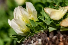Barneby's Clover thumbnail 1