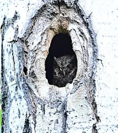 Flammulated Owl thumbnail 4