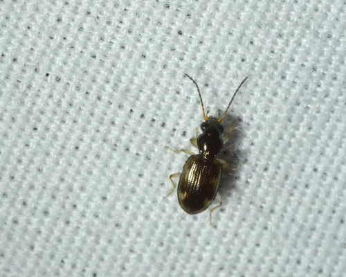 Bembidion affine