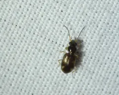 Bembidion affine thumbnail 1