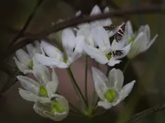 Glyphipterix bifasciata thumbnail 3