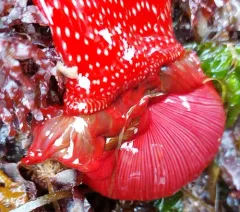 White-spotted Rose Anemone thumbnail 4