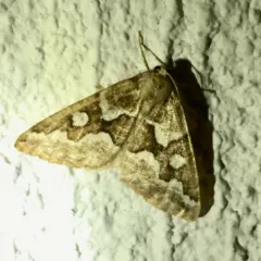 Gray Spruce Looper Moth thumbnail 2