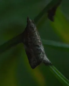 Orange Tortrix Moth thumbnail 2