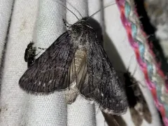 dune oncocnemis thumbnail 1