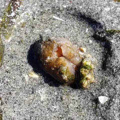 Pacific Geoduck thumbnail 4