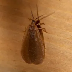 Forcepsfly thumbnail 2