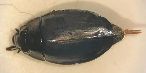 Dineutus nigrior