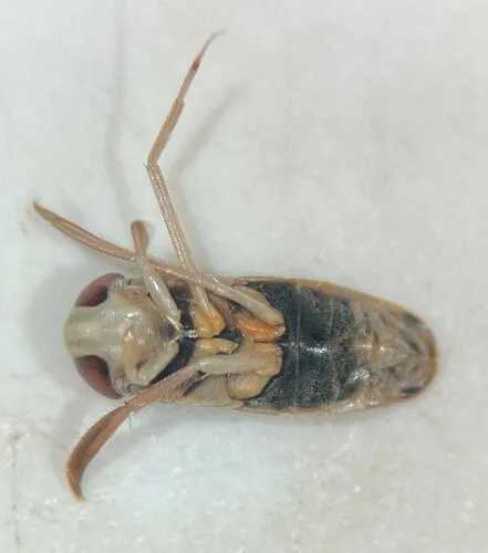 Sigara grossolineata