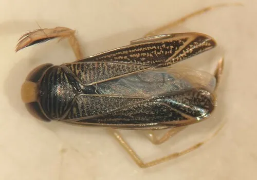 Sigara mullettensis