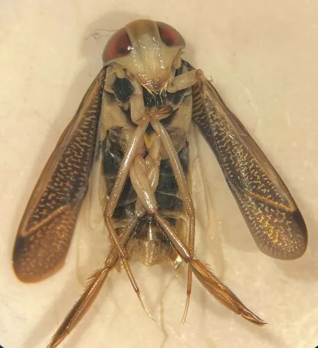 Hesperocorixa atopodonta