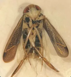 Hesperocorixa atopodonta thumbnail 1