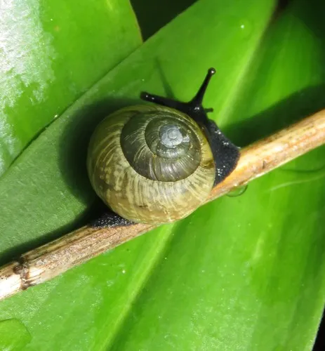 Copse Snail