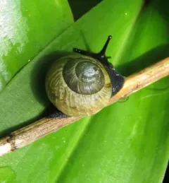 Copse Snail thumbnail 1