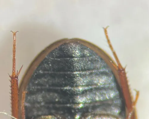 Cymbiodyta blanchardi