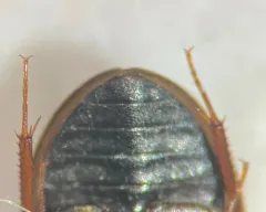Cymbiodyta blanchardi thumbnail 1