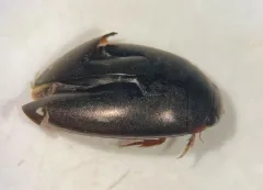 Ilybius biguttulus thumbnail 1
