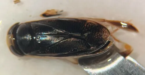 Hesperocorixa interrupta