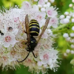 Northern Aerial Yellowjacket thumbnail 2