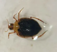 Peltodytes tortulosus thumbnail 1