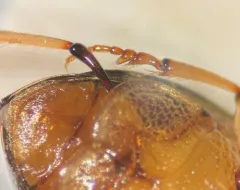 Peltodytes shermani thumbnail 1
