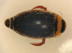 Rhantus wallisi thumbnail 2