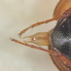 Enochrus hamiltoni thumbnail 2