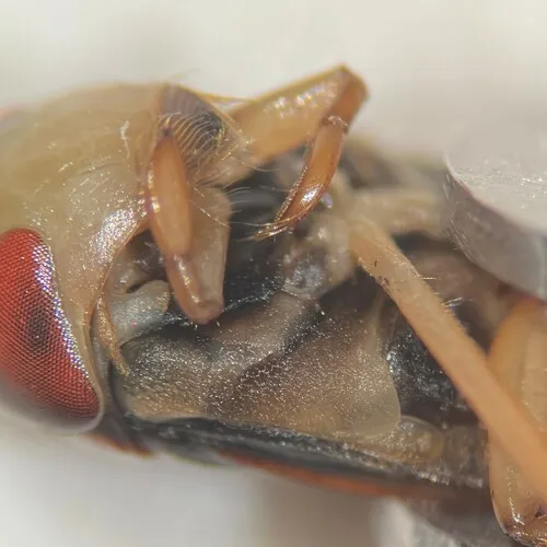Hesperocorixa semilucida