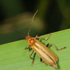 Red Soldier Beetle thumbnail 4