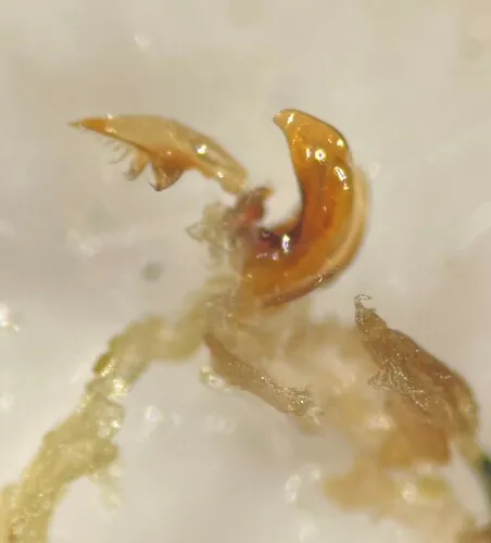Haliplus fasciatus