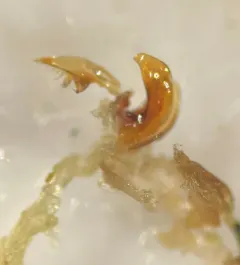 Haliplus fasciatus thumbnail 1