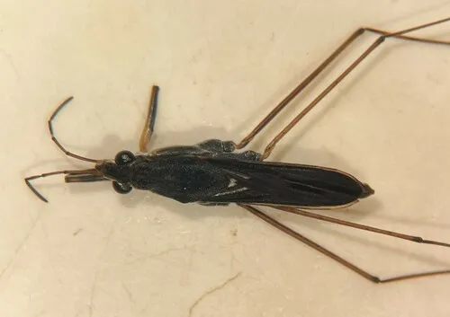 Gerris marginatus