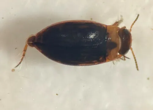 Liodessus affinis