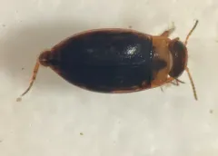 Liodessus affinis thumbnail 1