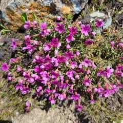 snow dwarf primrose thumbnail 4