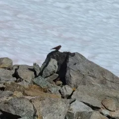 Gray-crowned Rosy-Finch thumbnail 3