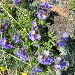 Elegant Polemonium thumbnail 3