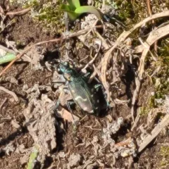 Dispirited Tiger Beetle thumbnail 3