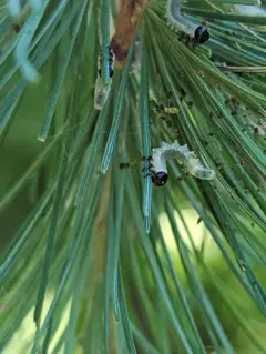 Larch Sawfly thumbnail 4