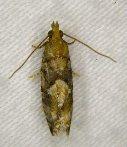 Spruce Bud Moth